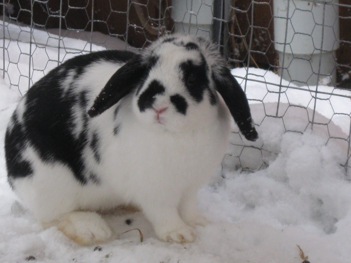 Conejo belier en la nieve