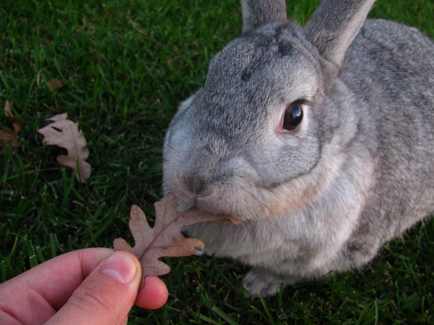 Conejo chinchilla comiendo