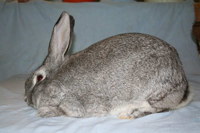 Conejo chinchilla gigante