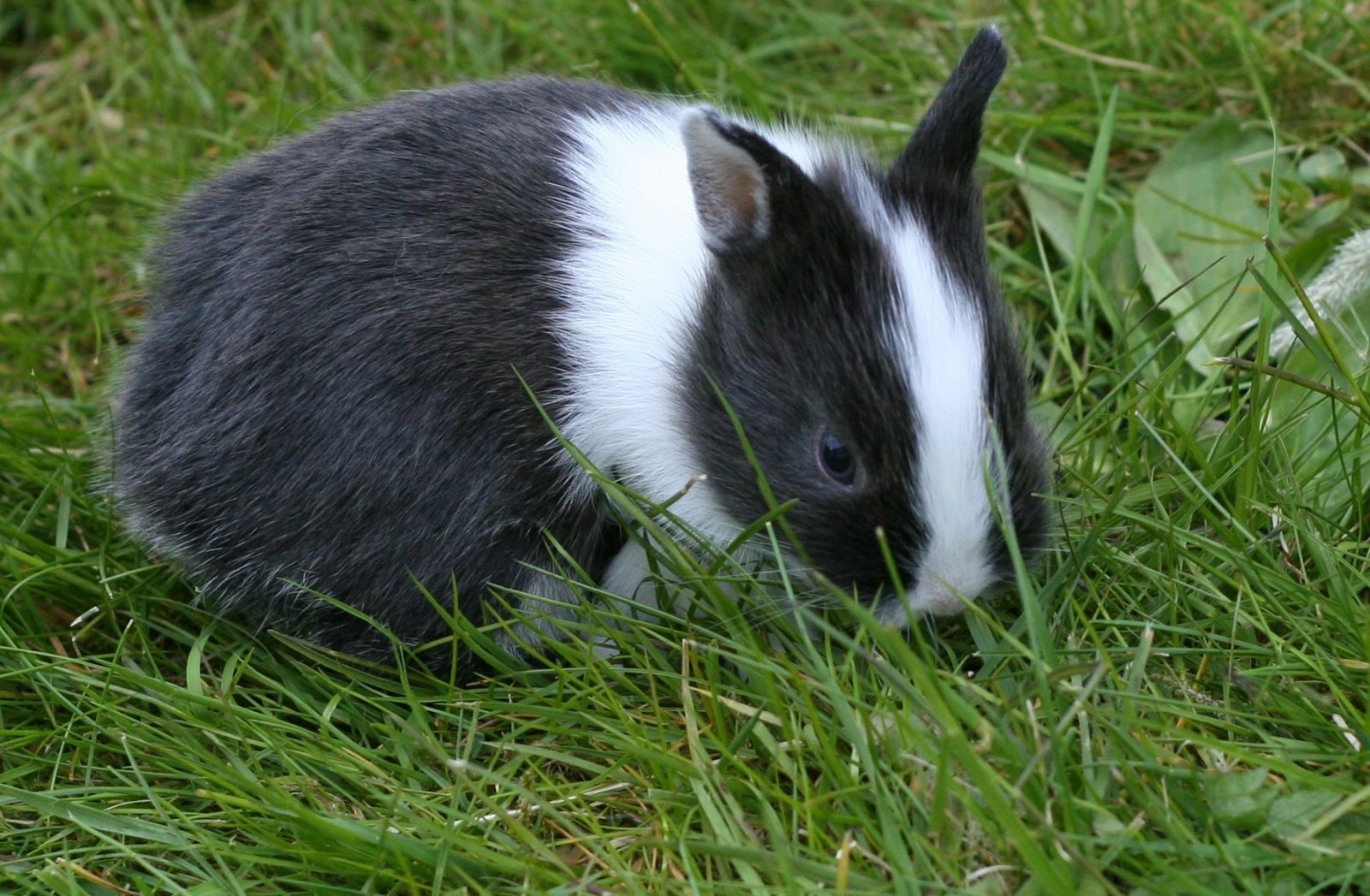 Conejo enano blanco y negro