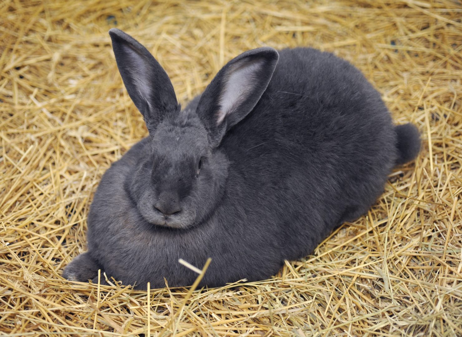 Conejo gigante de Flandes negro