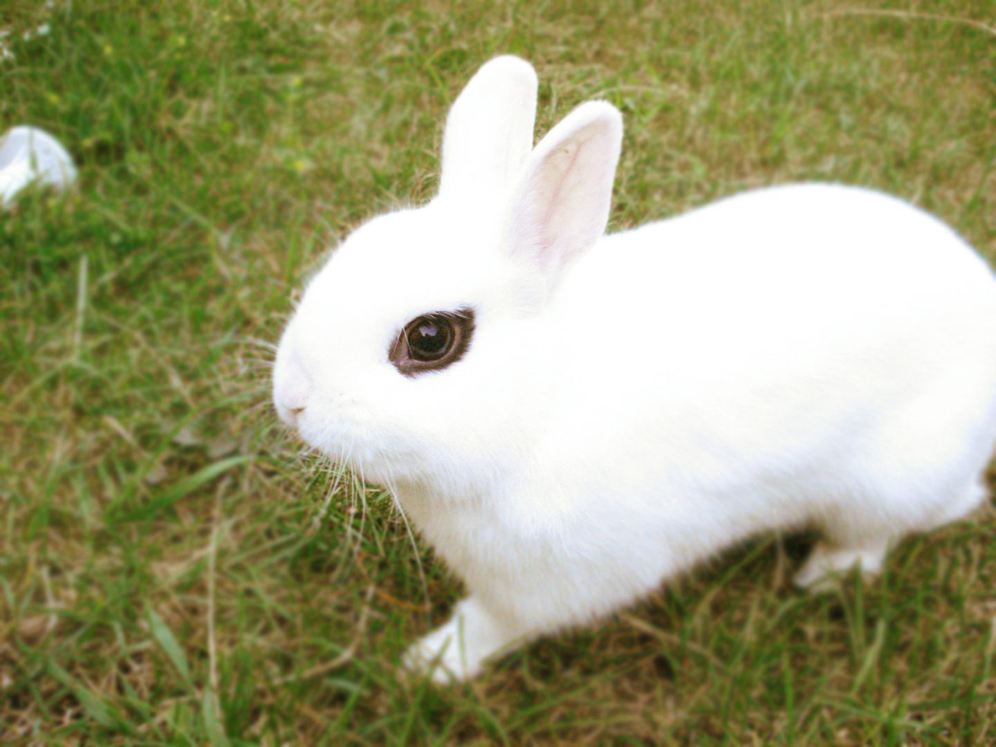 Conejo Hotot blanco