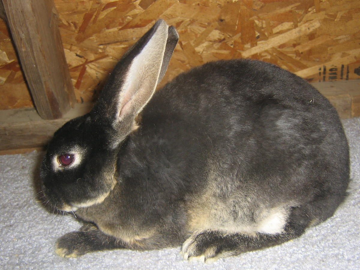 Conejo Rex grisaceo