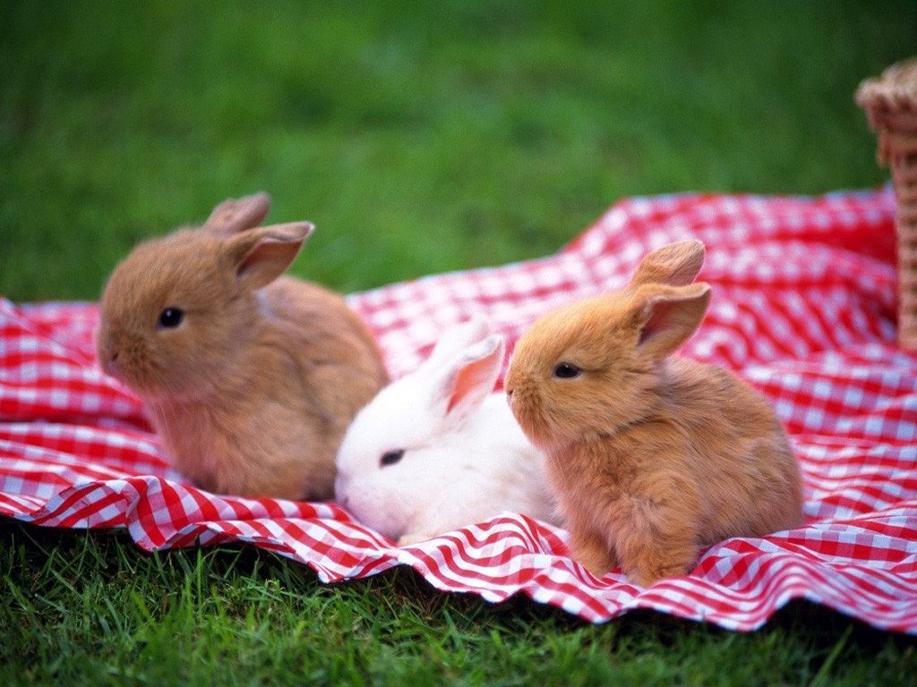 Conejos enanos de colores