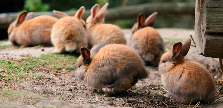 Esterilización de los conejos 