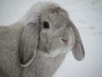 Cabeza de un conejo belier gris