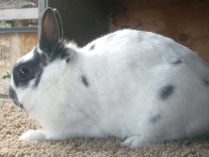 Conejo enano polaco blanco y negro