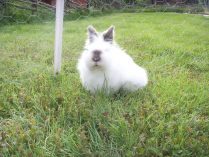 Conejo Lionhead blanco