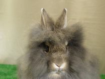 Conejo Lionhead gris