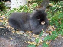 Conejo Lionhead negro