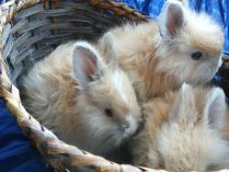 Conejos de angora