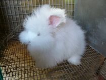 Cría de conejo angora