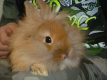 Pequeño conejo Lionhead